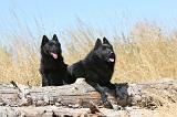 SCHIPPERKE 121